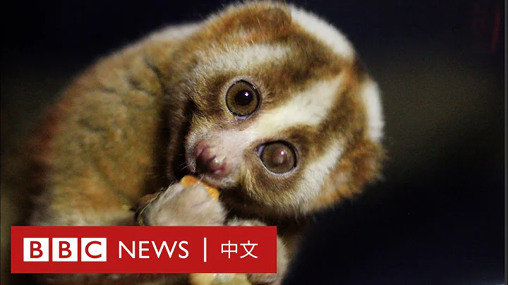 空中水管網絡如何拯救瀕臨滅絕的動物？－ BBC News 中文 - 天天要聞