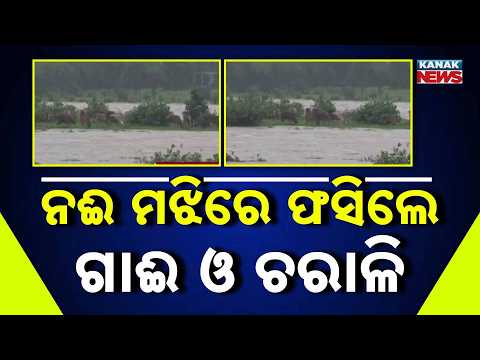 Reporter Live: Massive Flood Shock! 30 Cows, 2 Herdsmen Trapped in River In Balangir