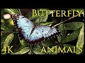 Amazing animals  and incredible butterflies species
