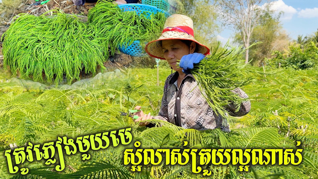 ឃើញត្រួយវានឹកឃើញទឹកគ្រឿងភ្លាម ក្រោយត្រូវភ្លៀងមួយមេ ស្អុំលាស់ត្រយយល្អៗណាស់