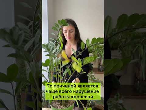 У замиокулькаса желтеют листья? #замиокулькас #комнатныерастения #уходзарастениями #озеленение