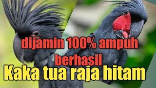 pancingan suara Kaka tua raja hitam l jernih dan lama