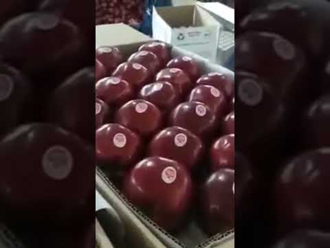 Best quality Apple fruit. Red delicious variety in M9 Root stock ready for market. #rootstock 🍎