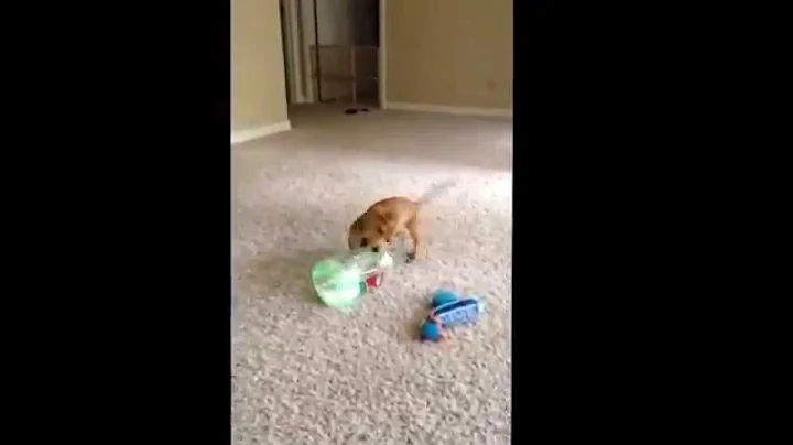 Wiener puppy and his new toy. A gallon water bottl...