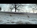 Rehe am Sonntagmorgen