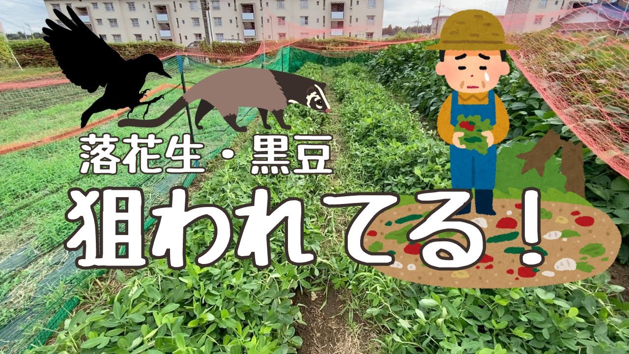 ハクビシンやカラスから作物を守る防獣・防鳥ネットの設置【自然栽培 