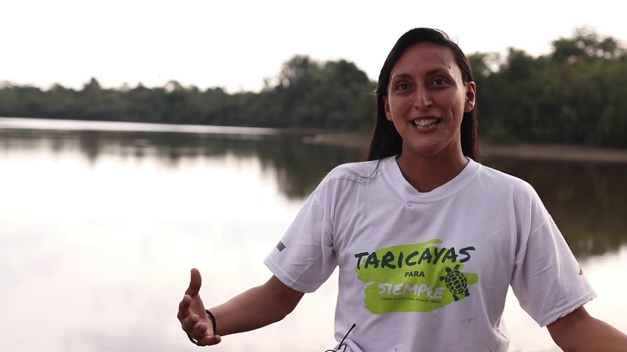 EMPREDEN PROTECCIÓN Y REPOBLAMIENTO DE TORTUGA TARICAYA EN LA AMAZONIA