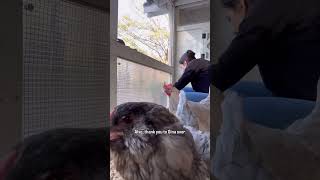 It’s getting chilly here, and I’ve noticed my chickens huddling in the coop on colder days