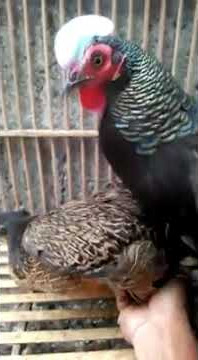 WAH TERNYATA AYAM HUTAN INI LAGI WIK-WIK WKWK