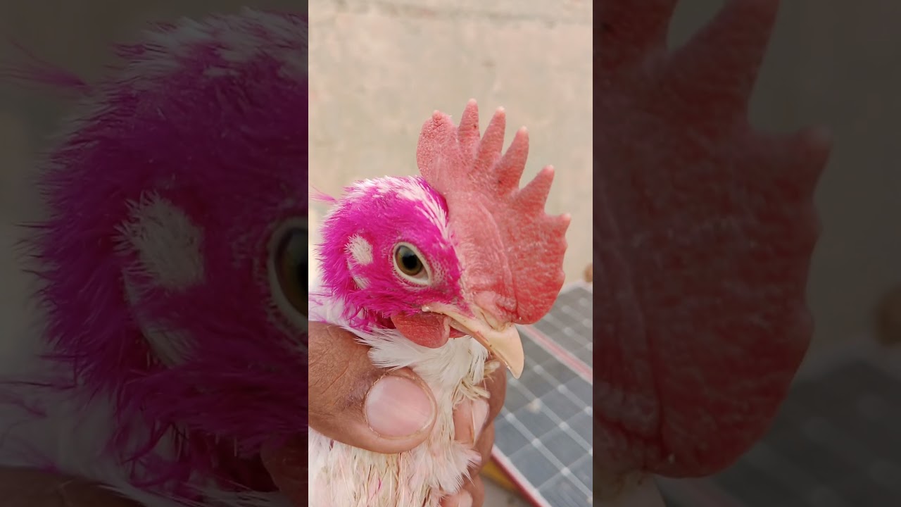 Colourful Chick 🐥 Rooster sounds 🐓 Good Morning Hen Rooster sounds