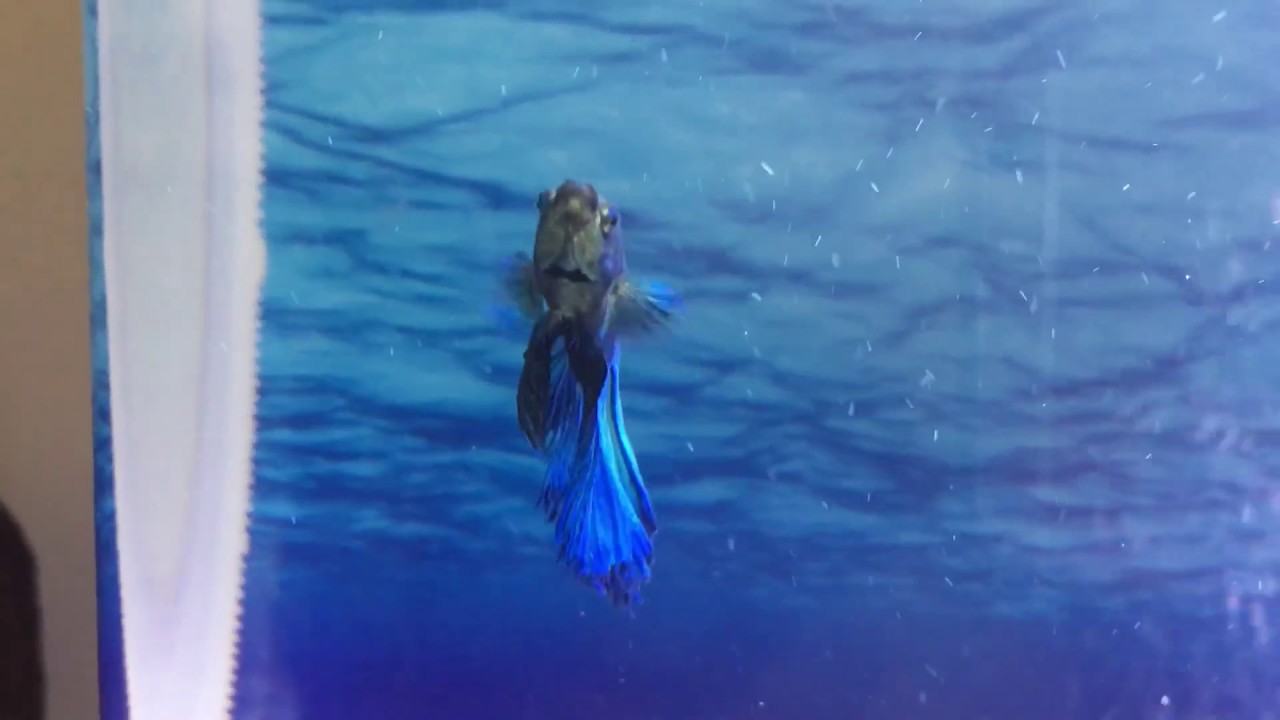 Halfmoon Betta with Rainbow shark - YouTube