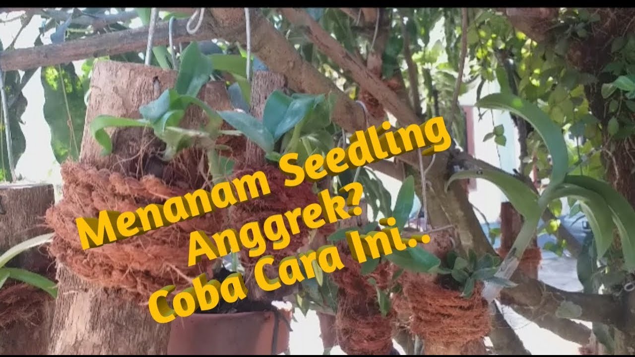  Menanam  Seedling Anggrek  Hemat Tempat dengan Cara  Gantung 