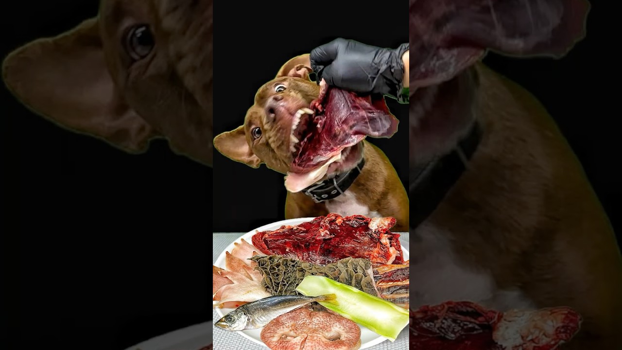 Лучшие звуки еды питбулей 