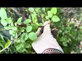 #pruning ￼￼￼￼￼