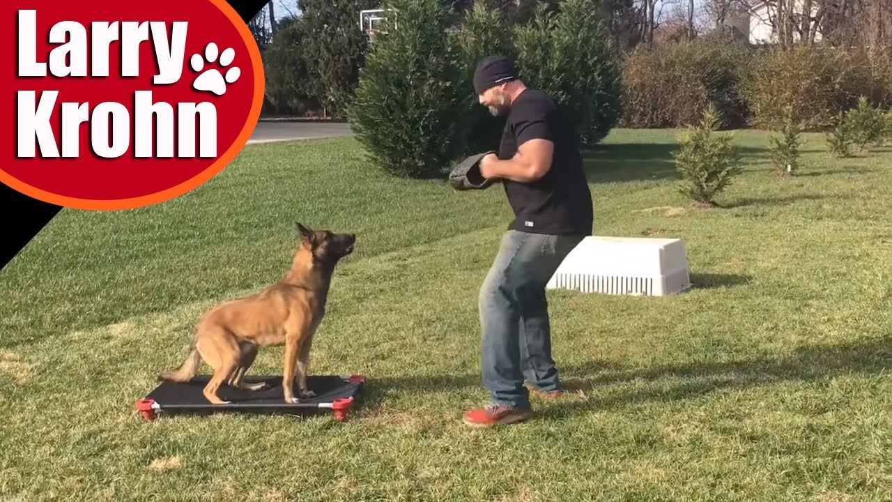 Luca my awesome Belgian Malinois (from puppy to adult)