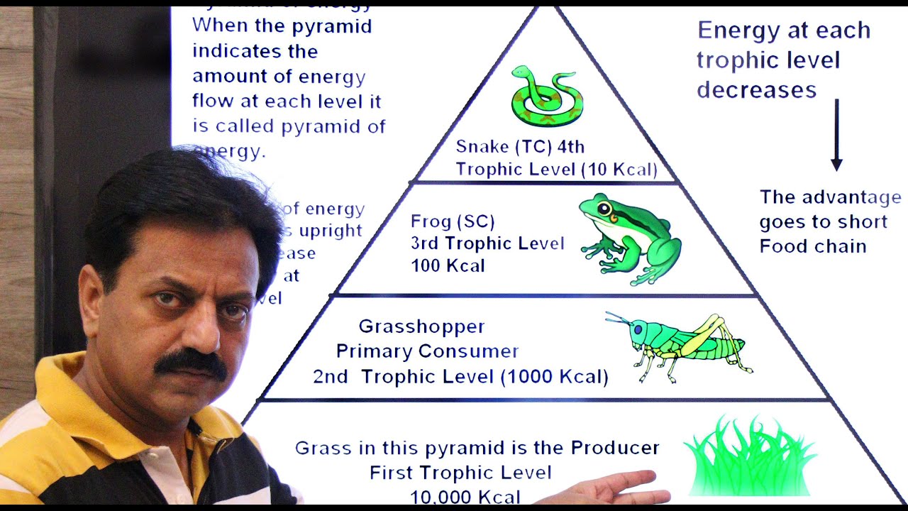 First Year / Chapter 11 / Bioenergetics / Part 26 / Ecological Pyramid ...