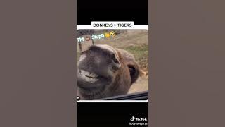 Y'all here 4 tht tiger 🐯