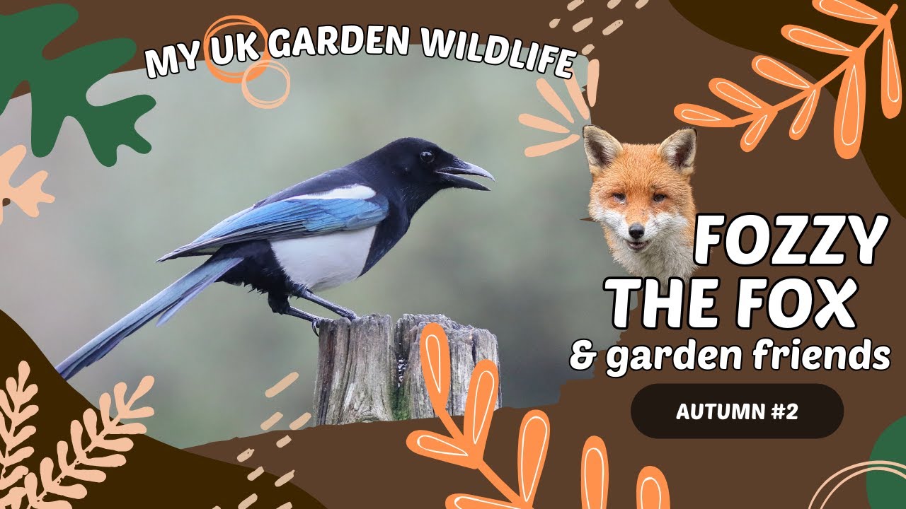 Garden Wildlife #2 - Foxes and Magpies