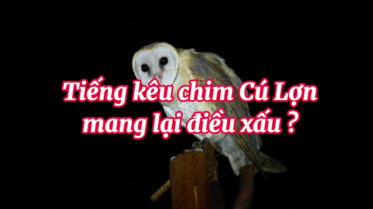 Kinh hãi tiếng chim heo lúc giữa đêm!! - youtube