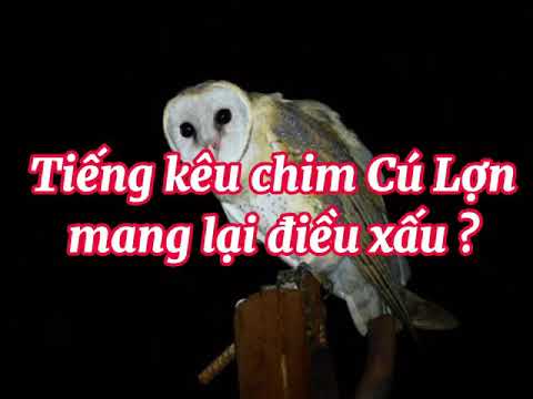 Video Kinh hãi tiếng chim heo lúc giữa đêm!! - youtube