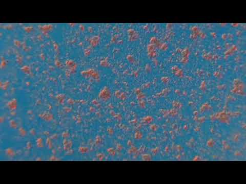 Sponges - Time-lapse of Sponge Cells Recombining