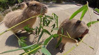 カピバラ 竹の葉に夢中！