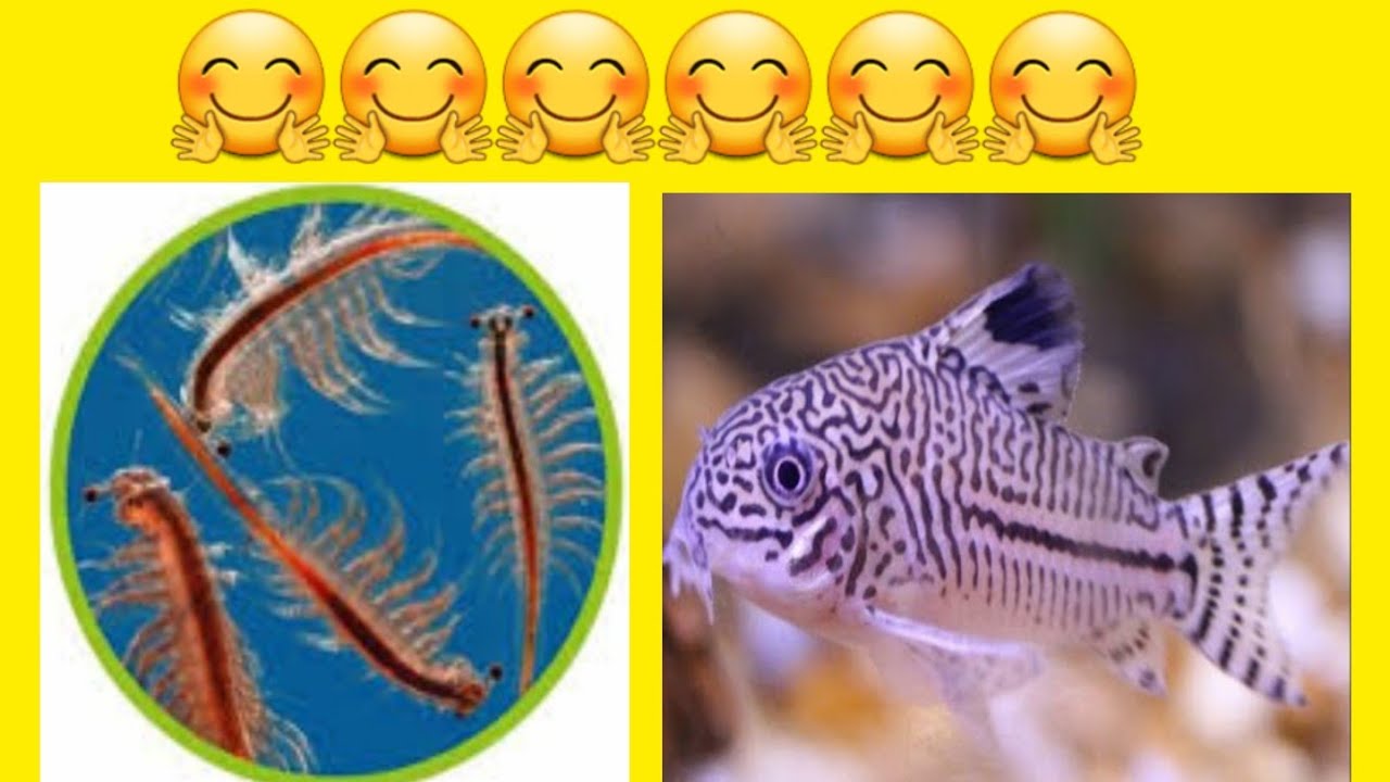 ÇÖPÇÜ BALIĞI YUMURTALARI AÇILDI. ARTEMİA ÇIKARMA DENEMESİ🤗🤗🤗