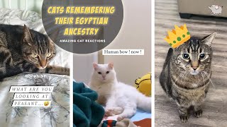 This sound is supposed to remind cats how they were worshiped in ancient Egypt | Tiktok compilation