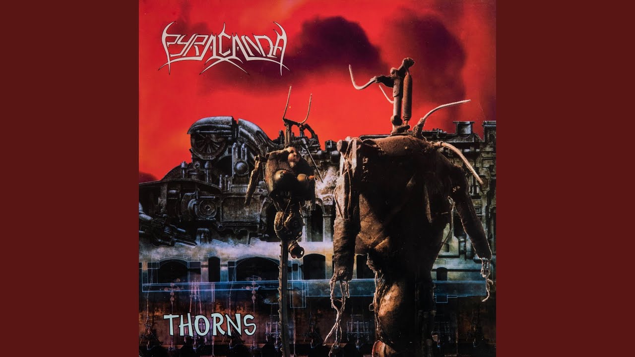 PYRACANDA - Thorns