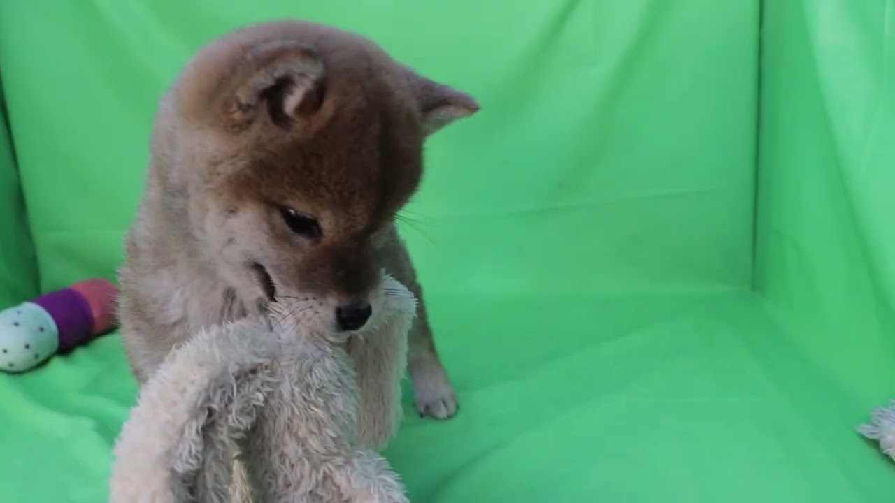 柴犬女子　2025年12月27日生まれ fuz