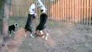 Springpole Play Monster Kennels