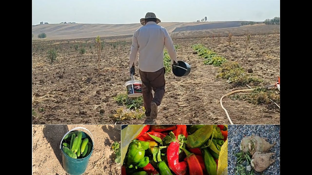 Salatalık ve Kornişon toplama Videosu