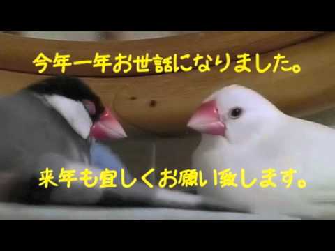 文鳥動画 文鳥ズより よいお年を！