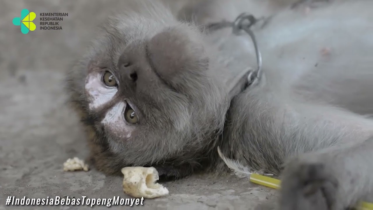 dr. Ina Agustina Isturini,MKM dari Kemenkes menjelaskan soal Topeng Monyet