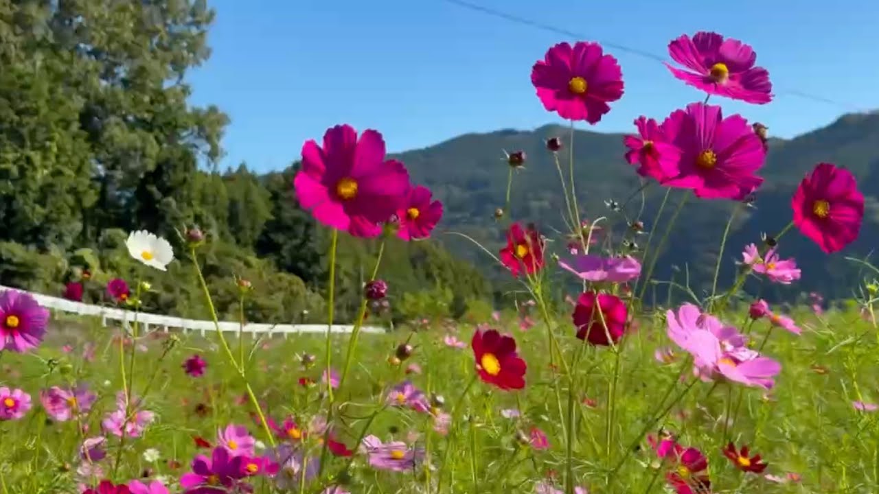 2025/10/09 撮り頃です！ 天空のコスモス畑 南たすけあいの会花畑 その
