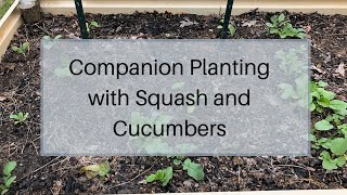 Companion Planting with Squash and Cucumbers
