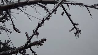 Freezing rain & Ice storm - Wonders of Nature -Romania screenshot 3