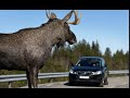 Польша Из за Карантина из Леса Дикие Животные Выходят в Города From the Forest, Animals Go to Cities