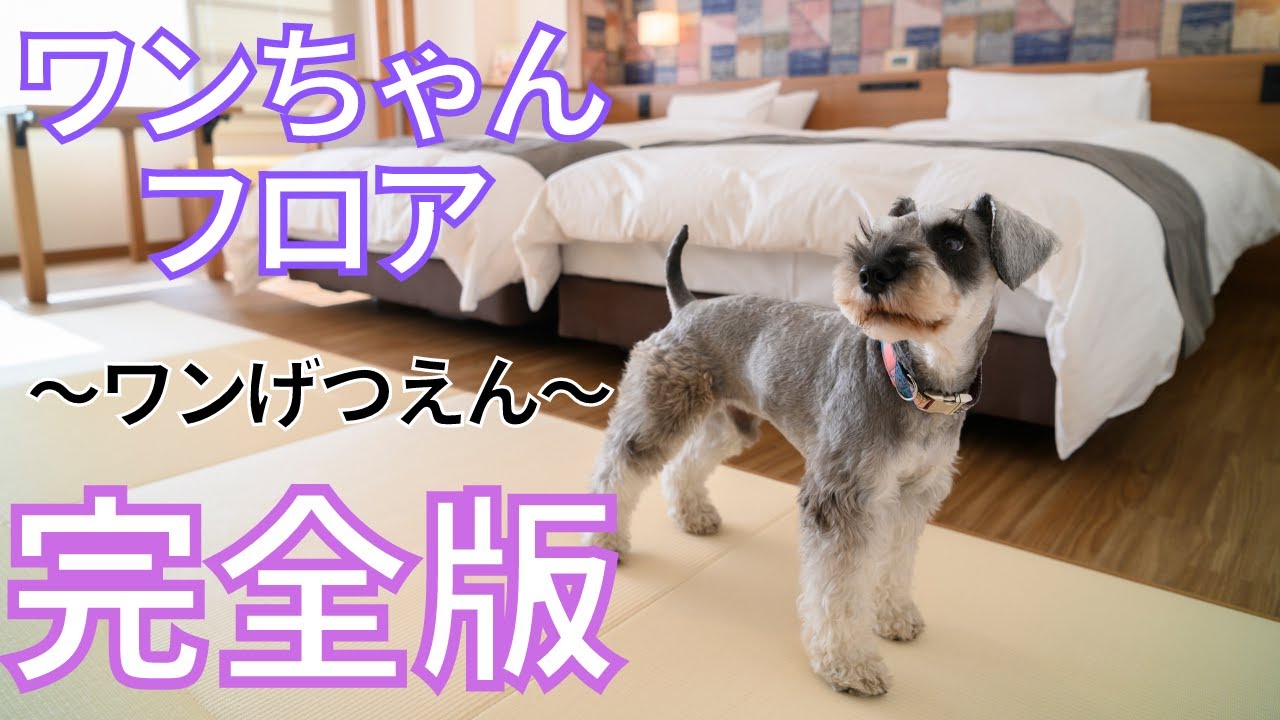 【十勝川温泉　観月苑】4／23グランドオープン！ワンちゃんフロア「ワンげつえん」をひと足先にご紹介🐶