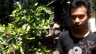 Model Tani Intip Buah Miracle Fruit Dalam Pot