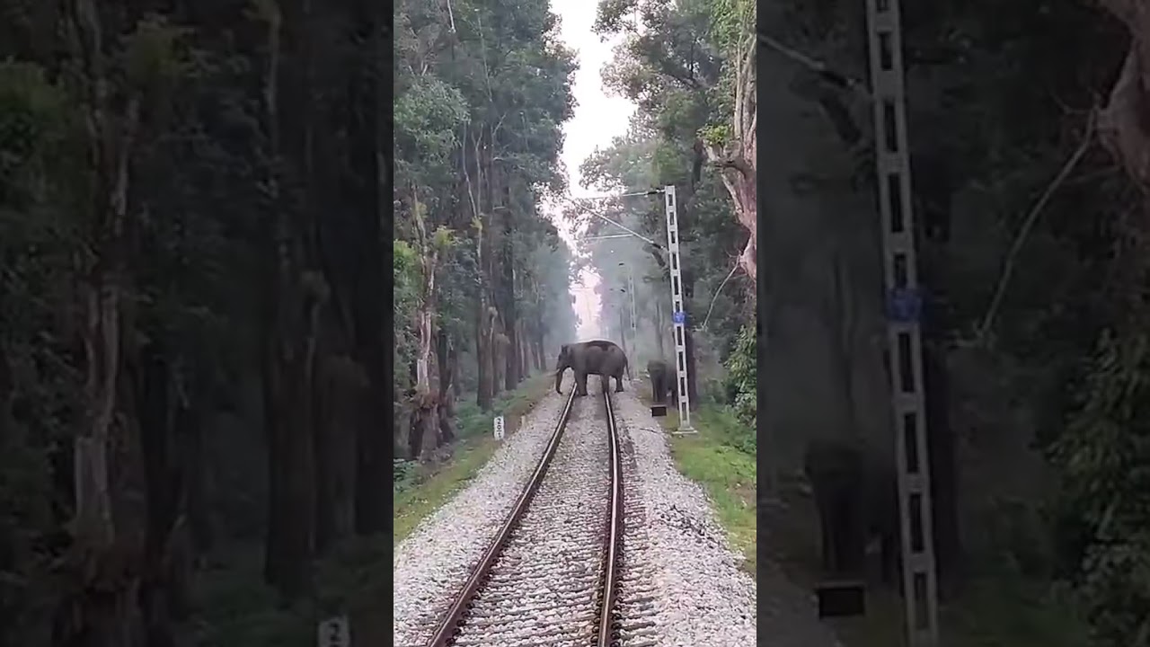 Train & Elephant #train #railway #indianrailways #elephant