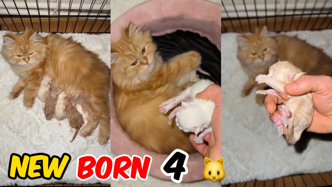 My Cat Gives Birth To 4 Kittens Cat Hood YouTube my-cat-gives-birth-to-4-kittens-cat-hood-youtube