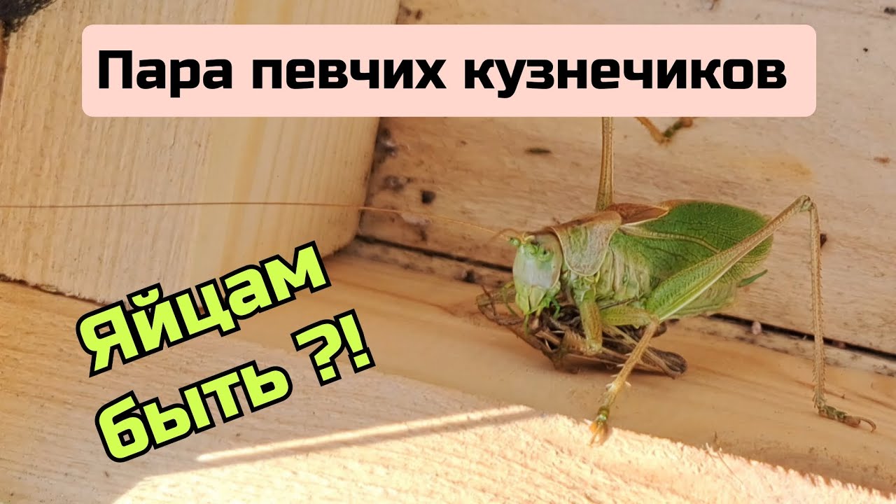 Певчие кузнечики. Игра в ящик или "племя каннибалов". 