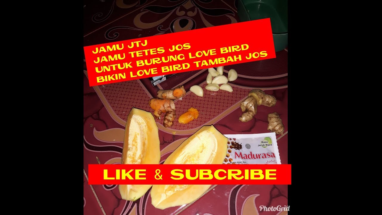 Cara Membuat Jamu Jtj Jamu Tetes Jos Untuk Burung Love Bird Youtube