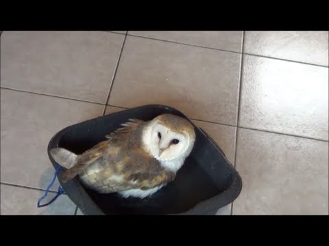 What Do Barn Owls Eat Barn Owls Diet Kidz Feed