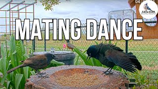 Common Grackle Mating Dance