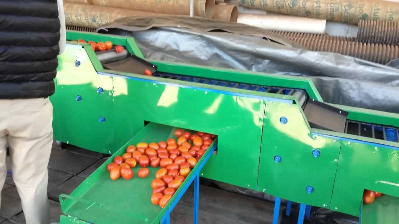 maquina clasificadora de jitomate invercas3