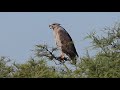 Águila Coronada (Buteogallus coronatus) Santurce - Santa Fe - ARG 28/4/2018