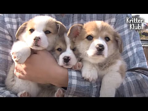 Video: Golden Retriever Plaj Ve Bali Seviyor