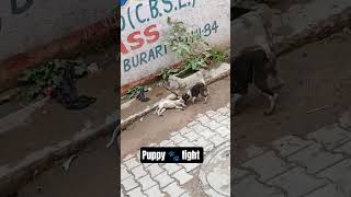 #pal family vlogs #babli pal vlogs #arvind pal vlogs #pal family vlo